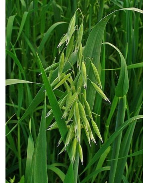 Avena sativa